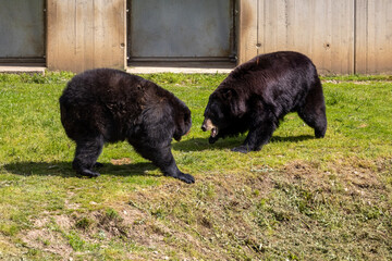 A photo of two bears are walking in the grass near a building