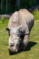 A photo of a rhino grazing in a field of grass