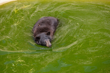 A photo of a bear swimming in a pool of water