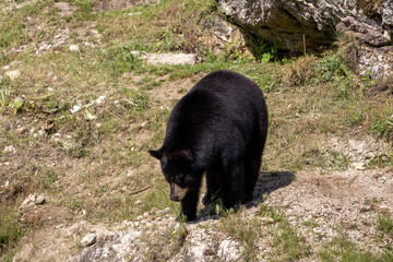 A photo of a black bear walking on a rocky hillside