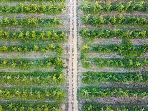 Looking down on a track running between rows of apple trees in an orchard