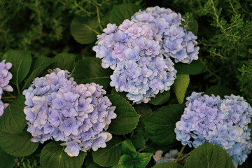 Blossoming hydrangea or hortensia flowers with gentle franrance and fragile fresh pink and violet petals
