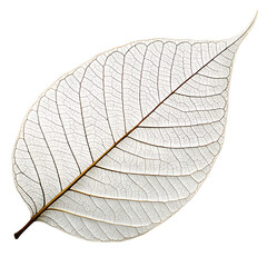 Obraz premium Skeletonized leaf isolated on a transparent background