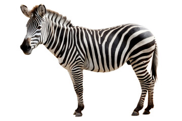 Fototapeta premium Portrait of zebra standing, animal wildlife isolated on white background PNG 