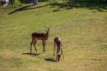 A photo of a deer and a deer in a grassy field