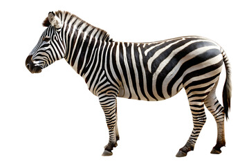 Obraz premium Portrait of zebra standing, animal wildlife isolated on white background PNG 