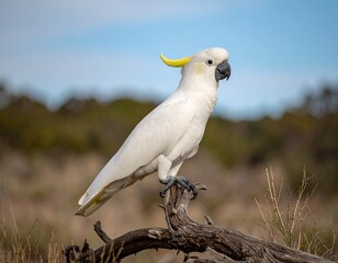 yellow crested cockatoo Bird © dudee