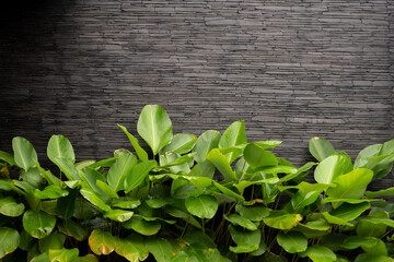 brick wall background with palm plant leaves
