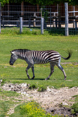 A photo of a zebra walking in a field of grass