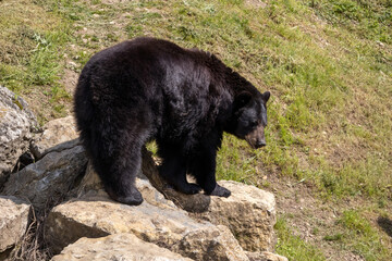 A photo of a black bear walking on a rock in a field
