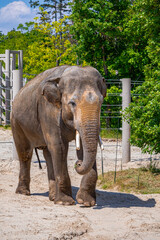 A photo of a large elephant standing in a dirt area © Géza