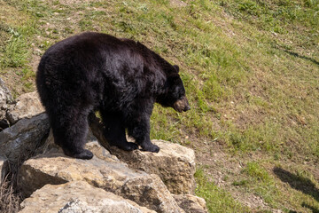 A photo of a black bear walking on a rocky hillside