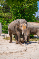 A photo of two elephants standing in a dirt field with trees in the background © Géza