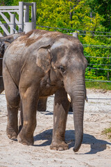 Fototapeta premium A photo of a large elephant walking in a dirt field