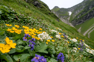 Fototapeta premium Colorful wildflowers bloom on a mountain slope in early spring