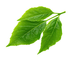 Fresh organic Pepino foliage detail for design