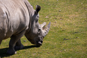 A photo of a rhino grazing in a field of grass