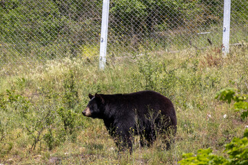 A photo of a black bear walking through a grassy field