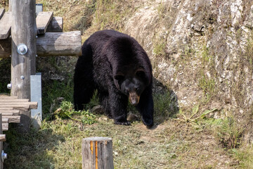 A photo of a black bear is walking on the grass