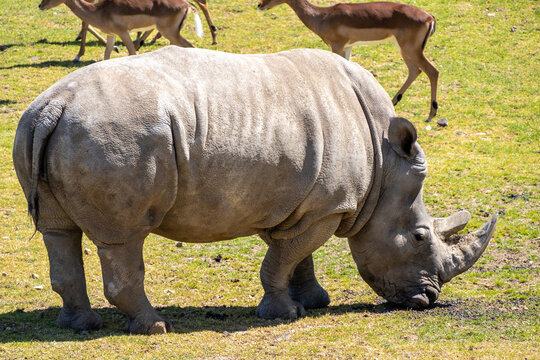 A photo of a rhino and a gazel are in a field