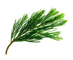 Fototapeta premium Pine needle foliage in natural rich detail