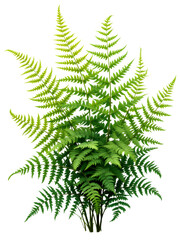Lush Green Fern Fronds Botanical Illustration Detailed Nature Plant Foliage Spring Summer Greenery Garden Decoration Natural Element Design Artistic Realistic  
