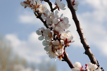 A blooming apricot tree. Snow-white apricot flowers with a red peduncle on dark twigs on a natural background. A large number of white flowers, a template for a design with a copy space