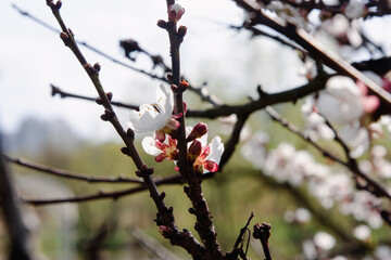 A blooming apricot tree. Snow-white apricot flowers with a red peduncle on dark twigs on a natural background. A large number of white flowers, a template for a design with a copy space