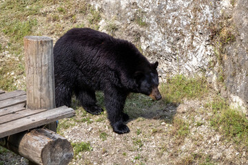 Fototapeta premium A photo of a black bear walking on a rocky hillside