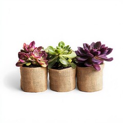 Three beautiful succulents in burlap pots presented on a clean white background high resolution photo