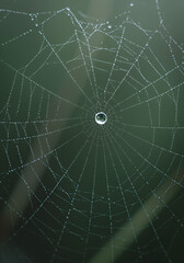Fototapeta premium Dewdrop on spider web