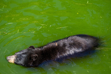 A photo of a bear swimming in a lake