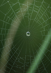 Obraz premium Dewdrop on spiderweb