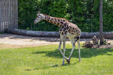 A photo of a gife walking in a grassy area with a log in the background