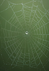 Obraz premium Dewdrop spiderweb