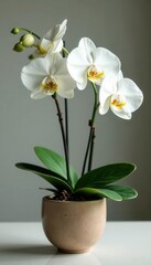 Elegant white orchid in ceramic pot, lush green leaves , elegant, texture, spring