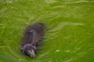 A photo of a bear swimming in a body of water