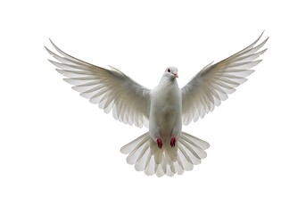 Fototapeta premium Graceful White Dove in Flight Symbolizing Peace and Freedom in a Minimalist Scene.
