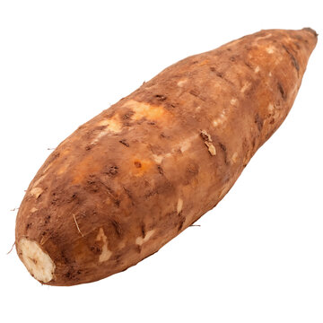 Whole yam tuber on transparent background