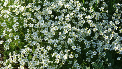 Obraz premium White alpine flowers blooming densely in a spring meadow, creating a soft and delicate floral carpet under natural sunlight