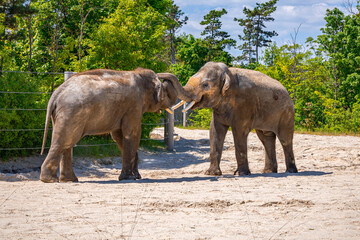 A photo of two elephants standing in a dirt field next to a fence © Géza