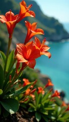 Vibrant orange-red Erythrina crista-galli blooms, Easter Island , flower, coastal plant, orange