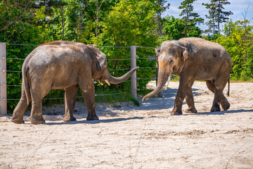 A photo of two elephants walking in a sandy area with trees in the background