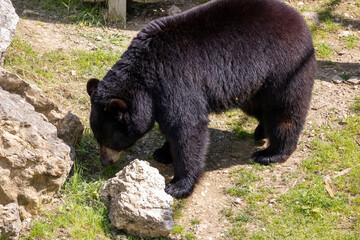 A photo of a black bear standing on a rocky area