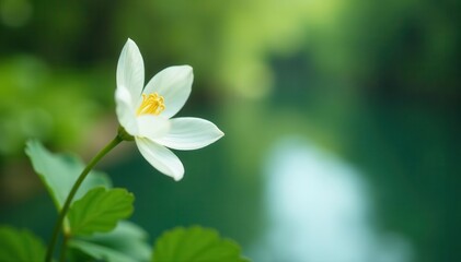 Obraz premium Delicate white flower blooms near tranquil pond; soft focus background , landscape, tranquil, artwork
