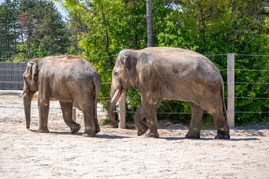 A photo of two elephants walking in a fenced area