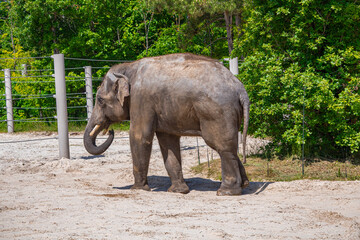 A photo of a small elephant walking in a dirt area