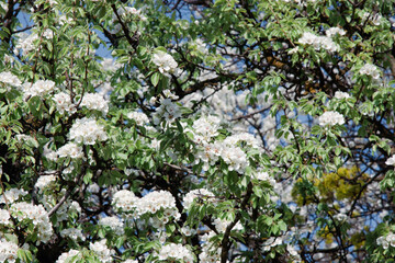 The large white flowers of the pear tree bloom profusely in spring, surrounded by young green leaves and neat twigs against a soft blue sky. Spring background, a design template with an copy space