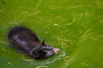 A photo of a bear swimming in a pond with a stick in its mouth