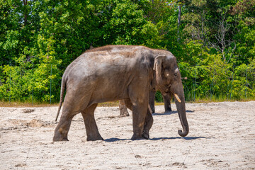A photo of a small elephant walking on a sandy beach